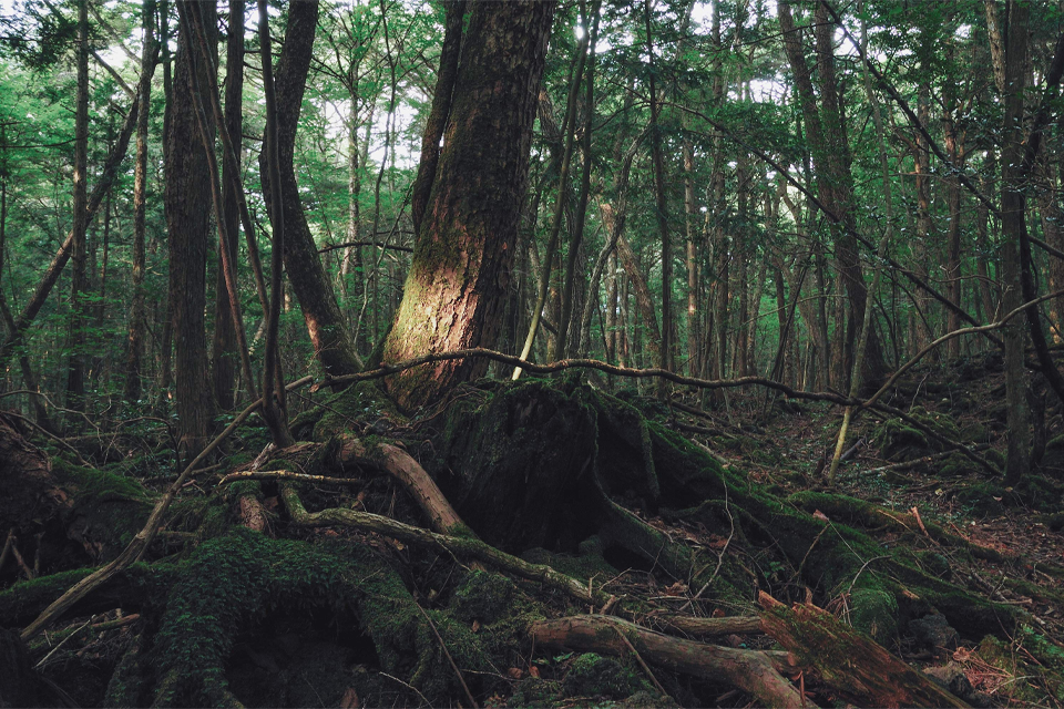 Ảnh 1: Khu rừng tự sát Aokigahara - Nơi tăm tối và im lặng tuyệt đối