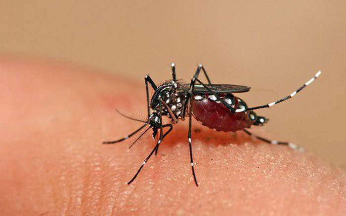 Muỗi truyền bệnh sốt xuất huyết là loại muỗi nào?